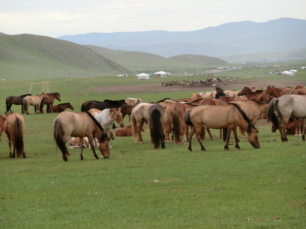 2023　草原　遊牧民のゲル　放牧馬